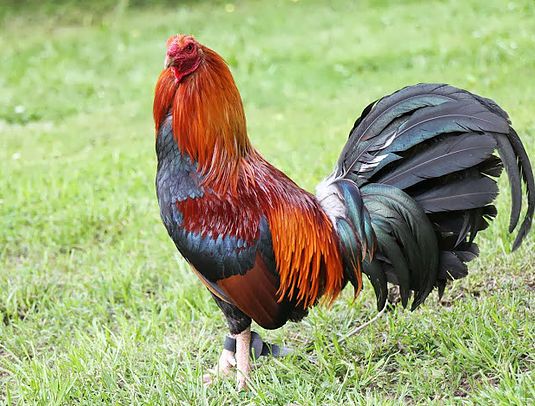 Unlock the Secret to Supercharge Your Gamefowls: The Benefits of Vitamin B-Complex and Iron Dextran"