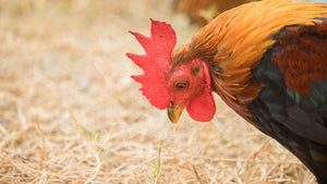 How to Treat Coccidiosis in Gamefowls?