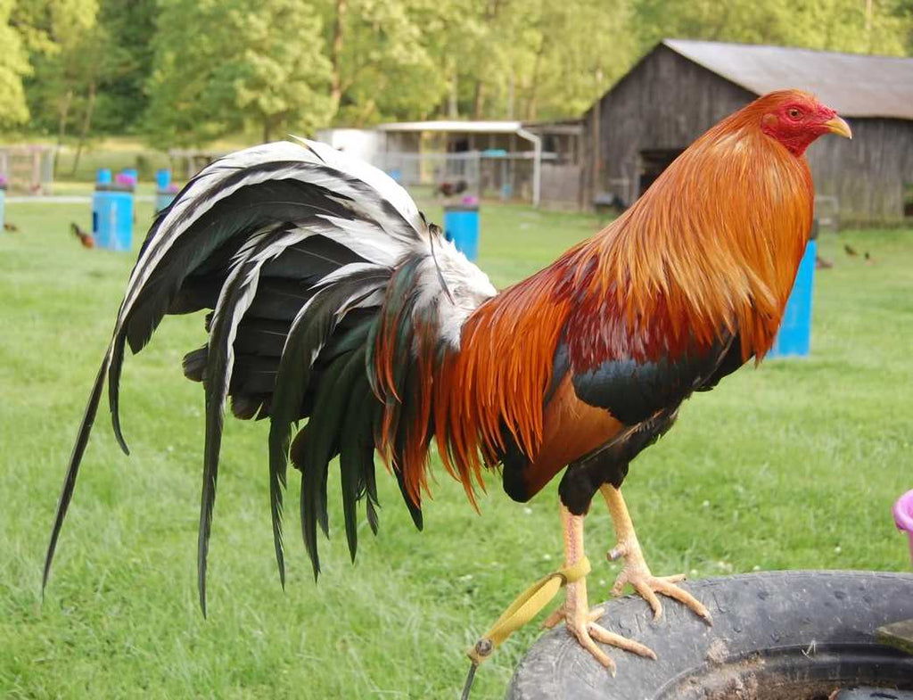 Popular Gamefowl Breeds, Bloodlines and Strains: A Quick Guide